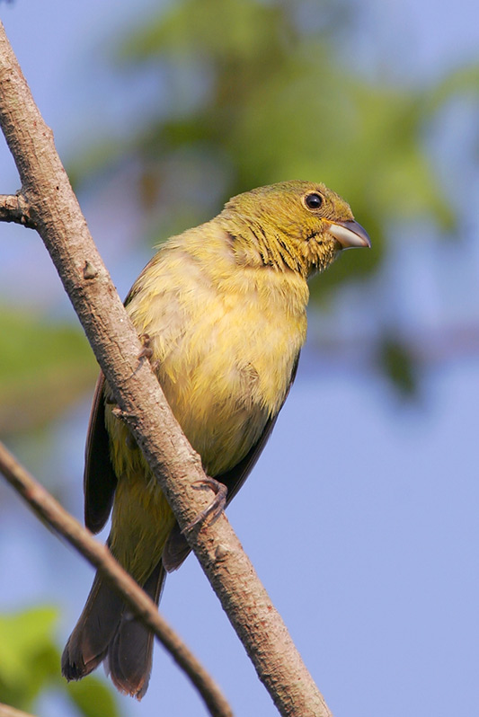 Painted Bunting