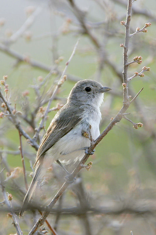 Gray Vireo