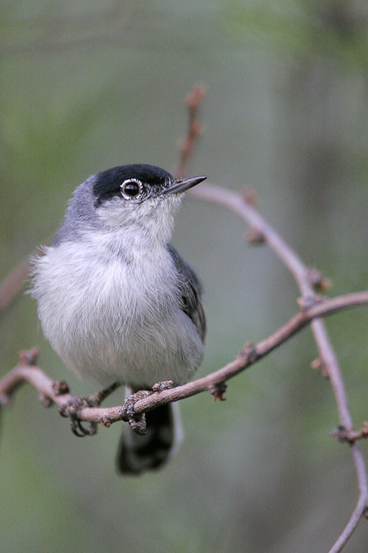 Black-tailed Gnatcatcher