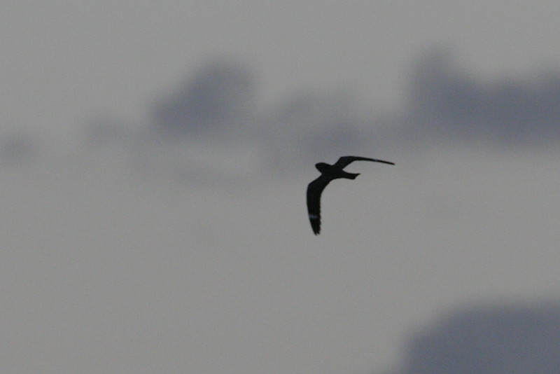 Lesser Nighthawk