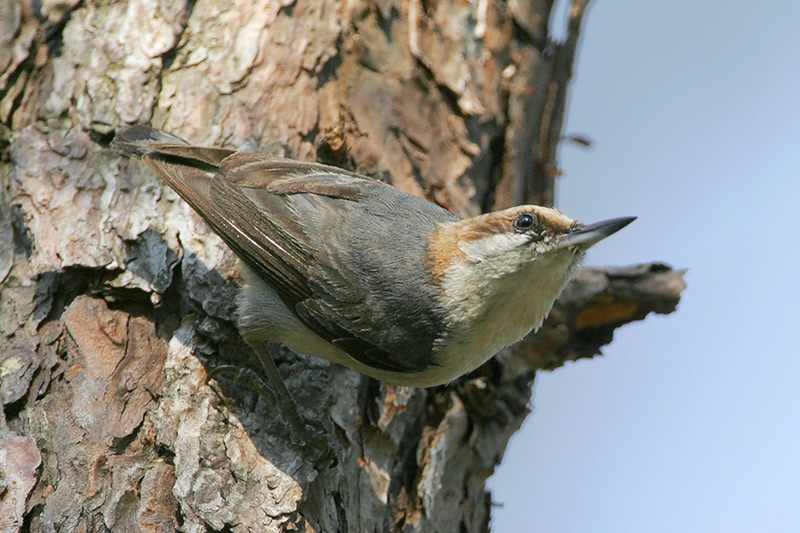 Brown-headed Nuthatch
