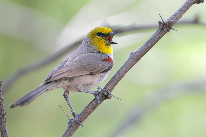 Verdin