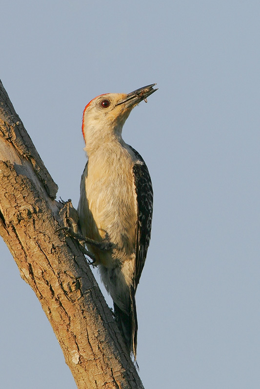 Red-bellied Woodpecker
