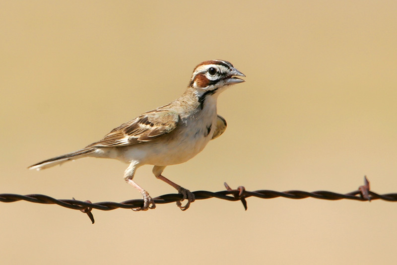 Lark Sparrow