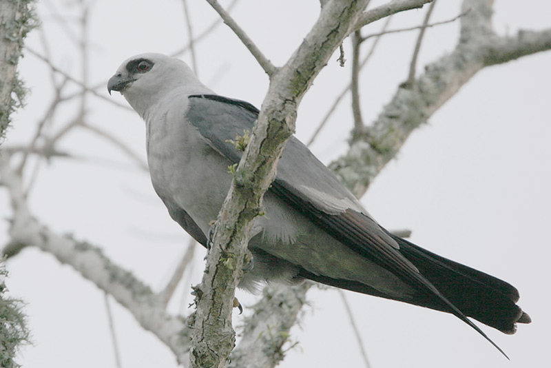 Mississippi Kite