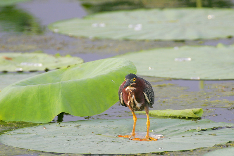 Green Heron