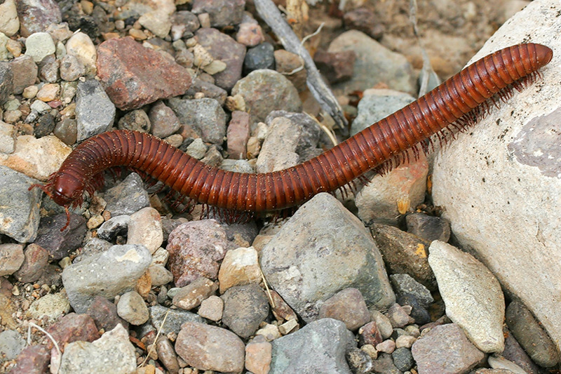 Desert Millipede