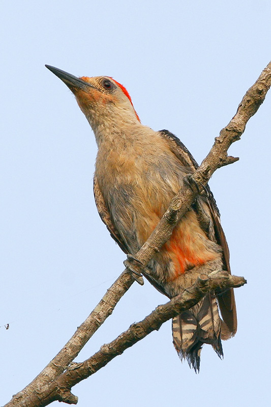 Red-bellied Woodpecker