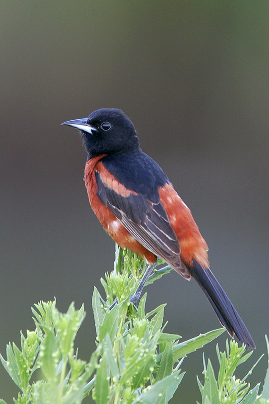 Orchard Oriole