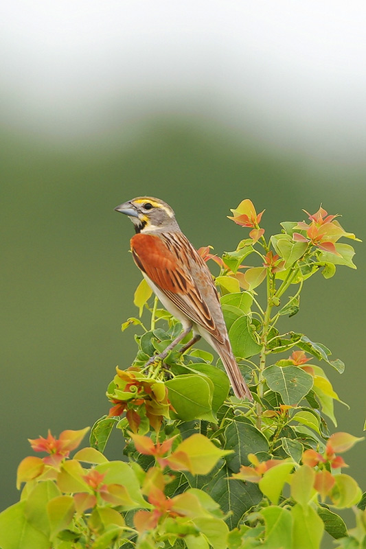 Dickcissel