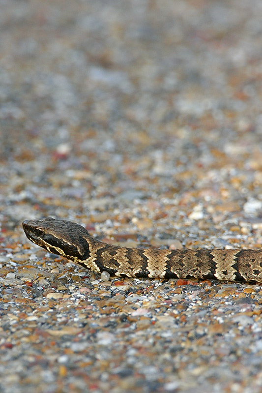 Eastern Cottonmouth