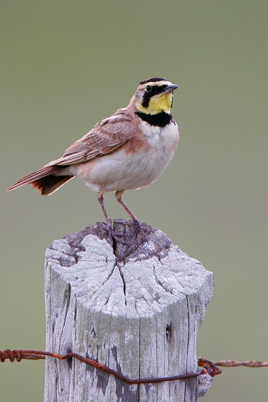 Horned Lark