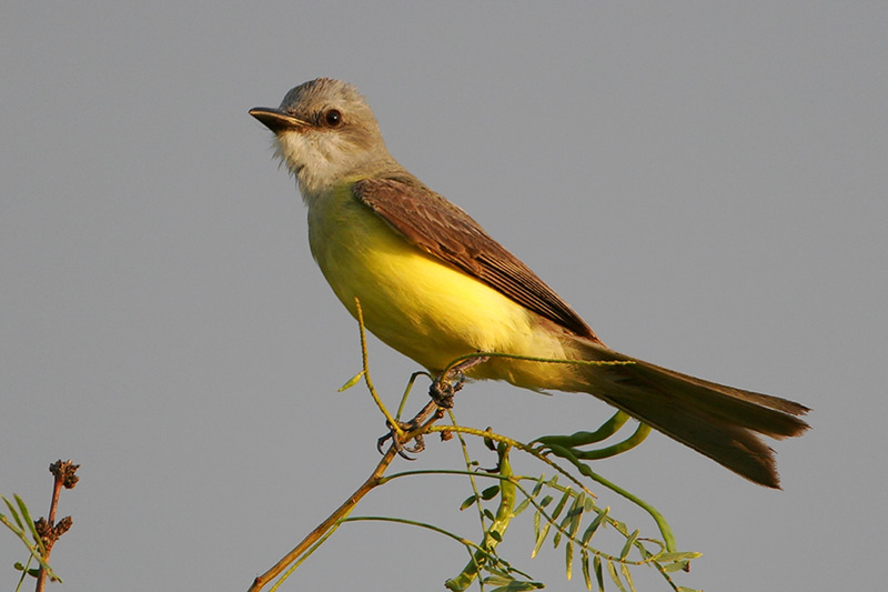 Couchs Kingbird