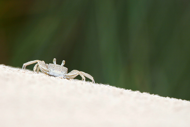 Ghost Crab