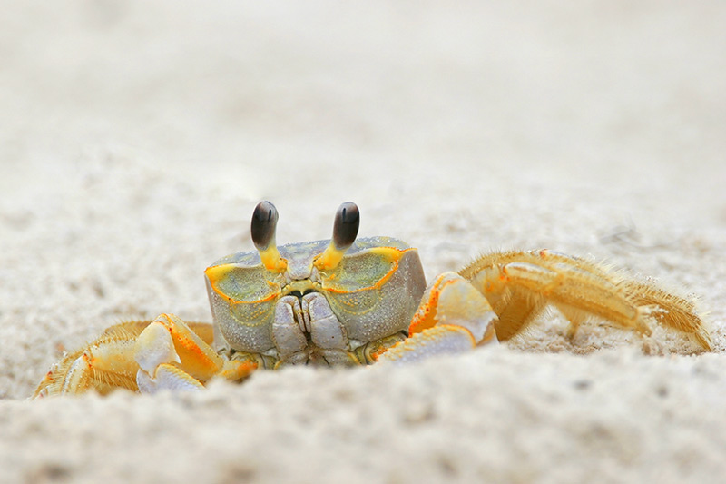 Ghost Crab