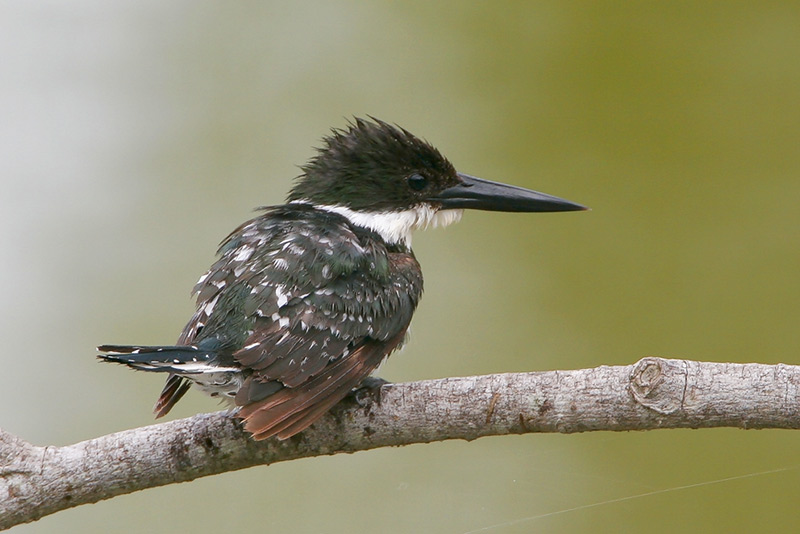 Green Kingfisher