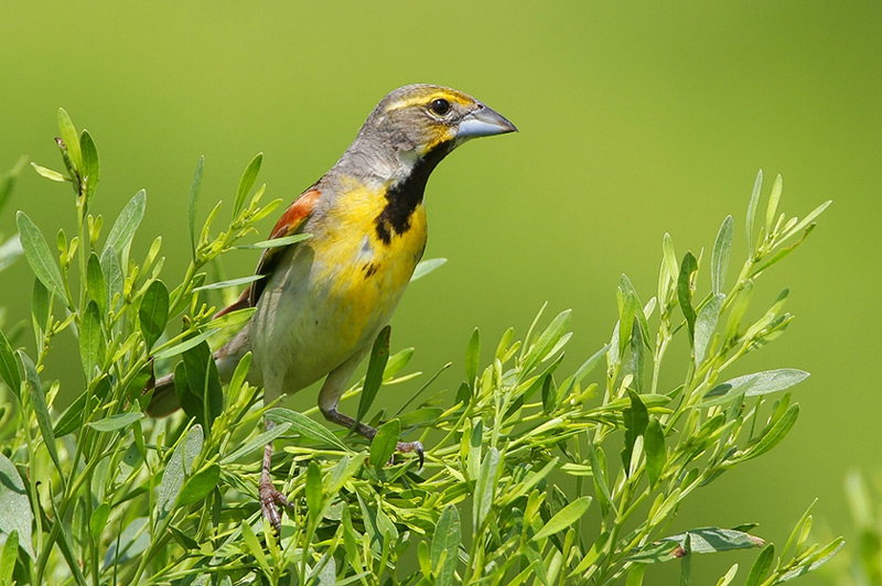 Dickcissel