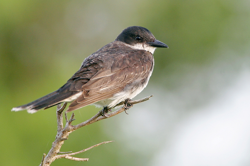 Eastern Kingbird