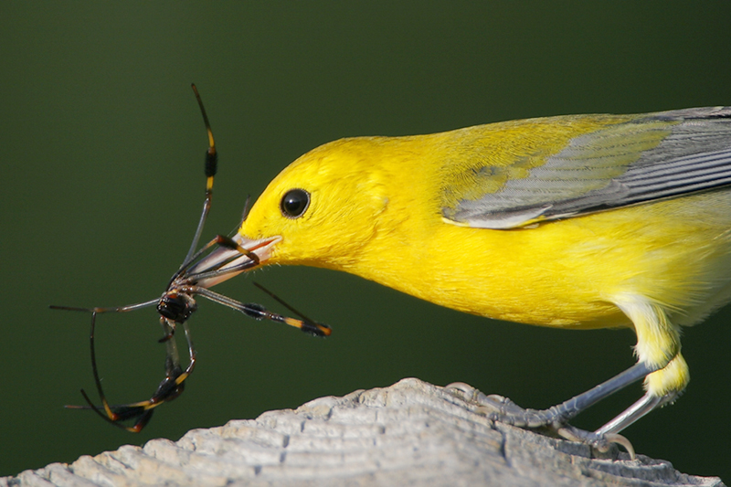 Prothonotary Warbler