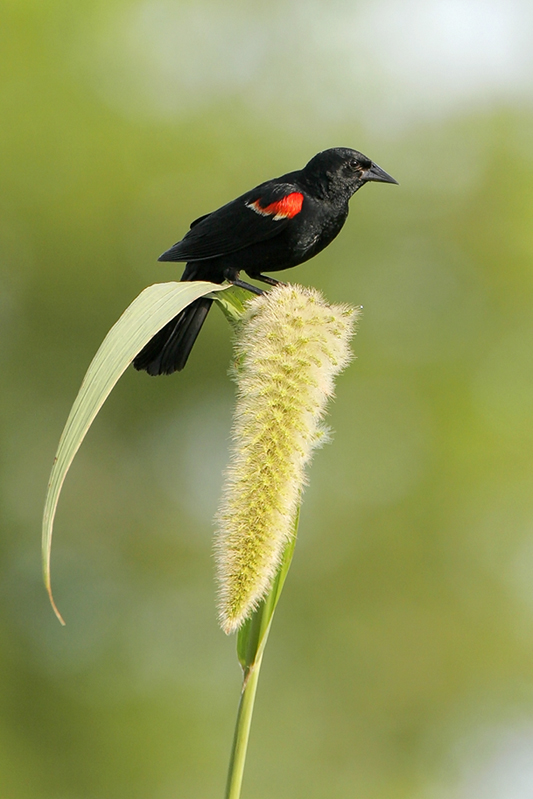 Red-winged Blackbird