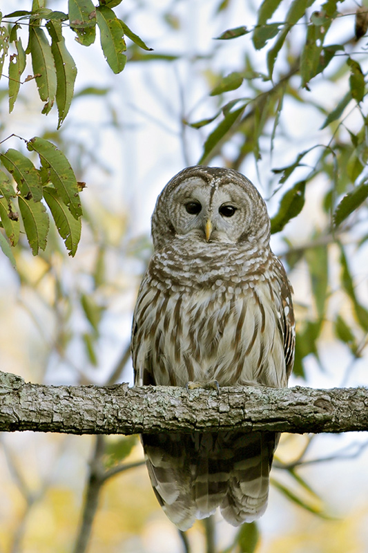 Barred Owl