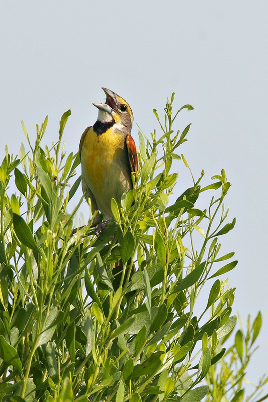 Dickcissel