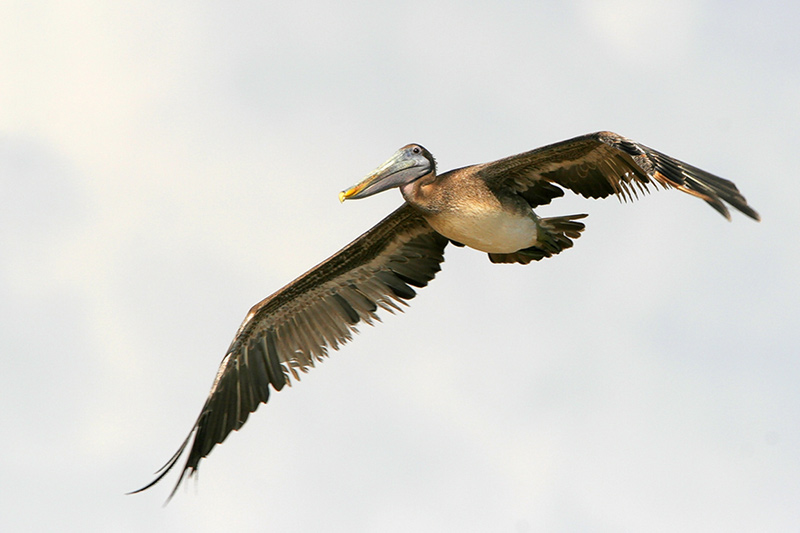 Brown Pelican