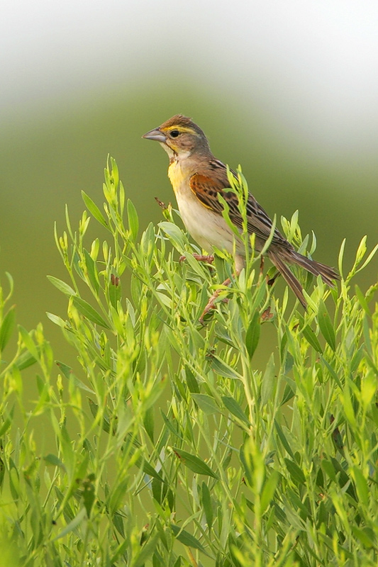 Dickcissel