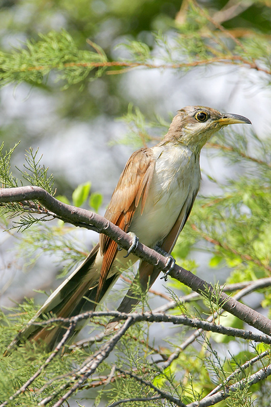 Yellow-billed Cuckoo