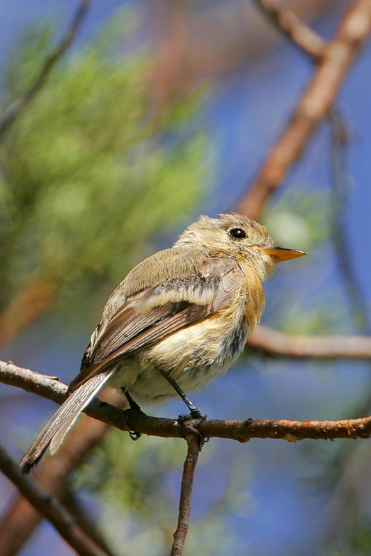 Buff-breasted Flycatcher