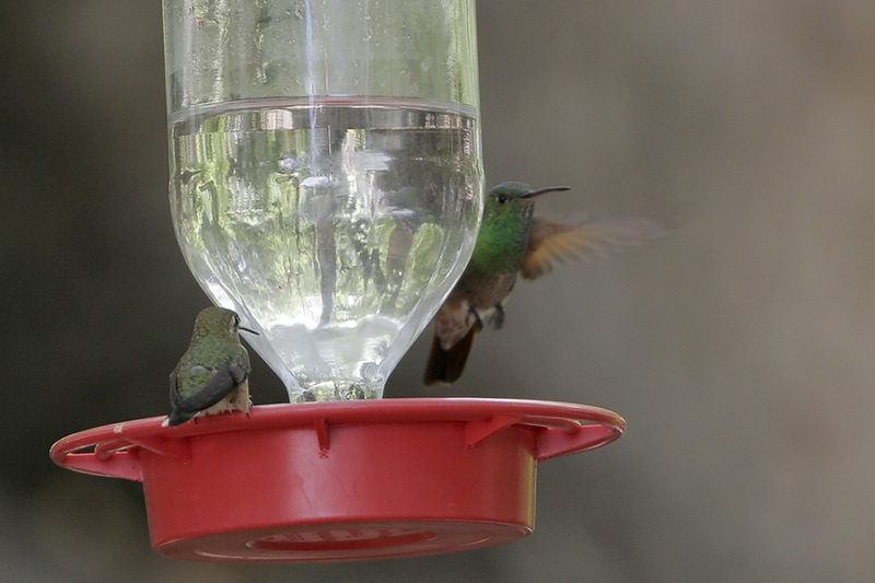 Berylline Hummingbird