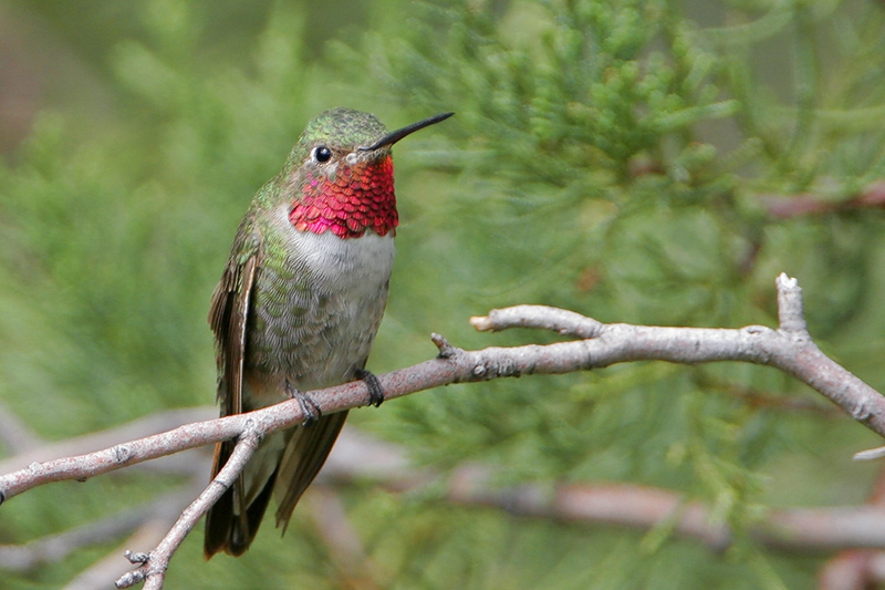 Broad-tailed Hummingbird