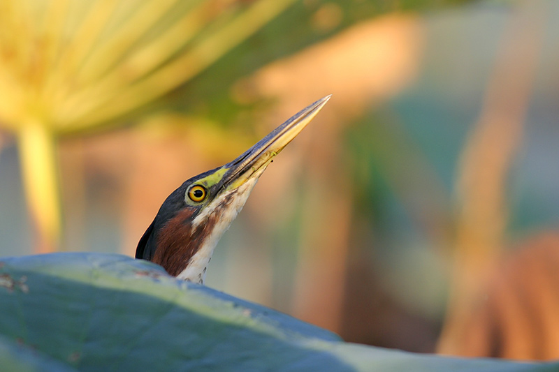 Green Heron