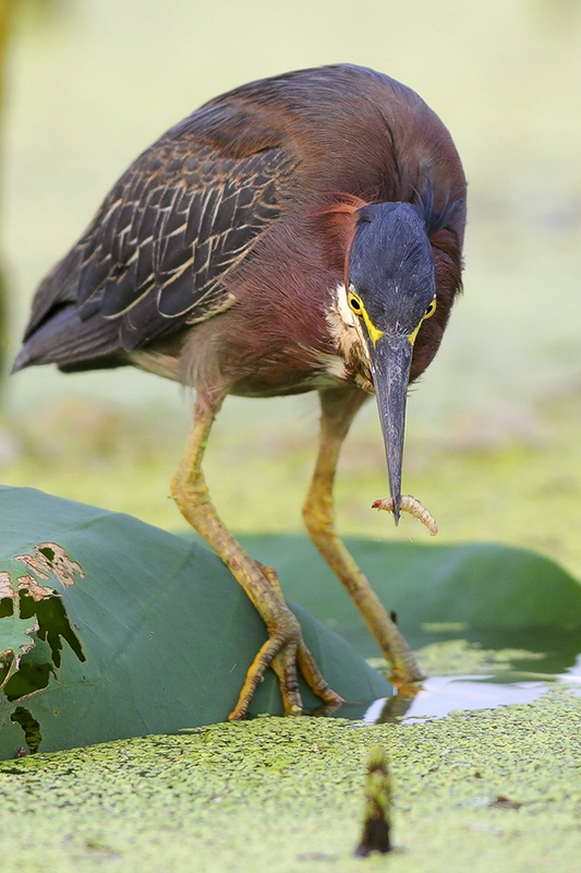 Green Heron