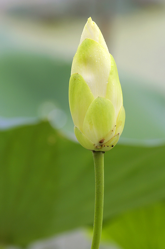 Yellow Lotus
