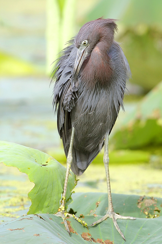 Little Blue Heron