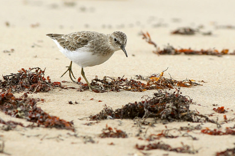 Least Sandpiper