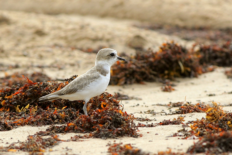 Snowy Plover