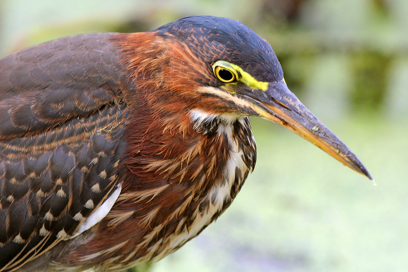 Green Heron