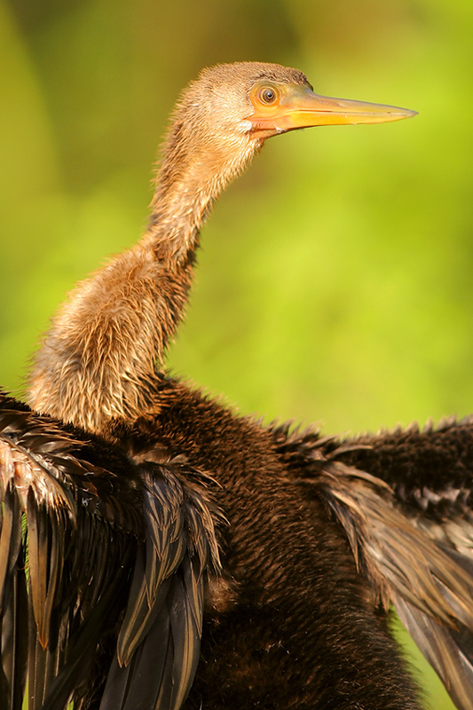 Anhinga