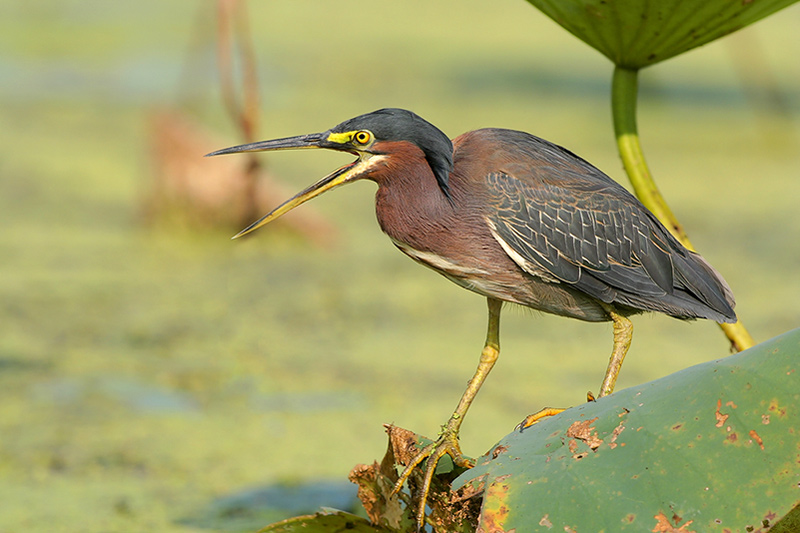 Green Heron