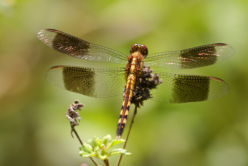 Band-winged Dragonlet