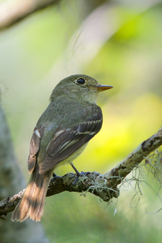 Yellow-bellied Flycatcher