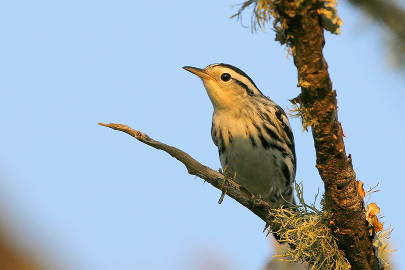 Black and White Warbler