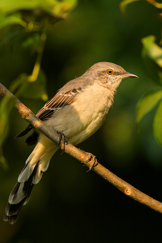 Northern Mockingbird