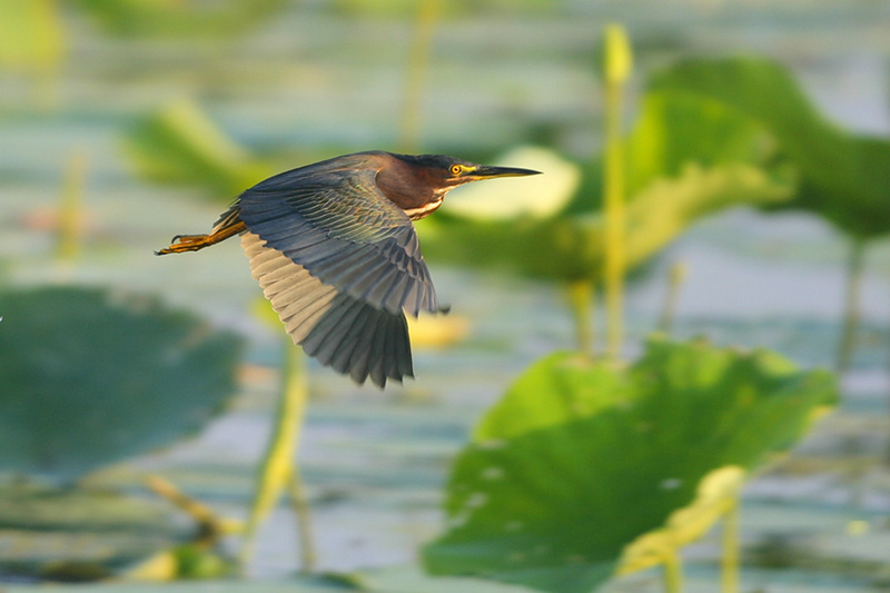 Green Heron