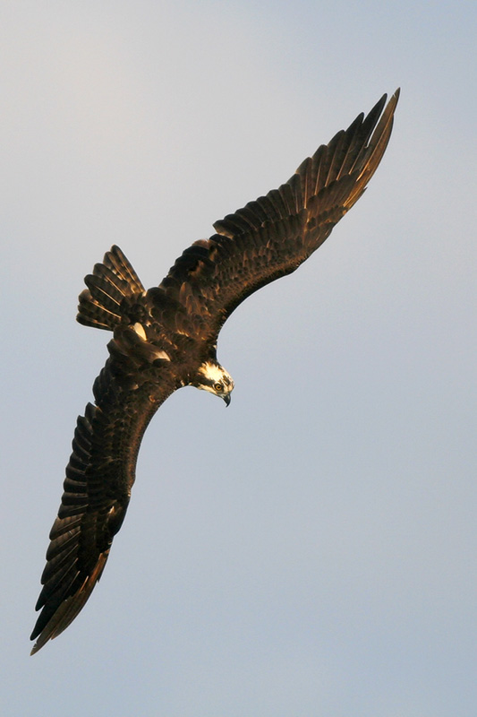 Osprey
