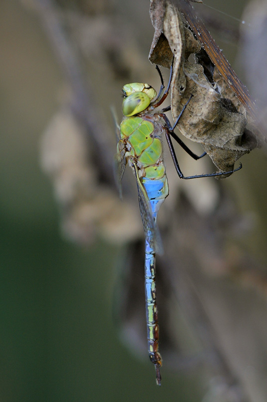 Green Darner