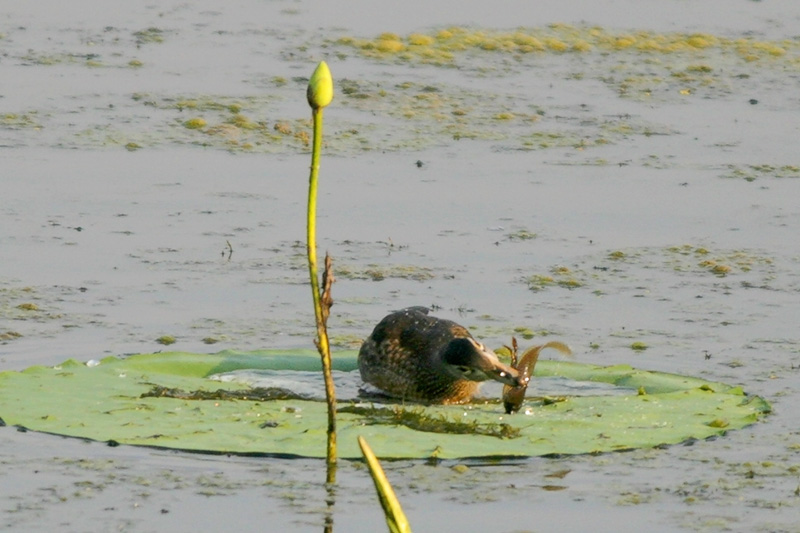 Wood Duck eating a tadpole