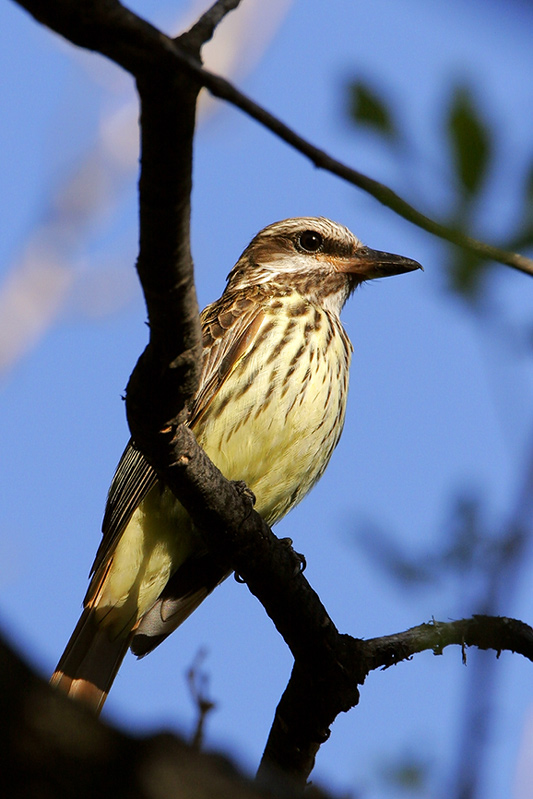 Sulphur-bellied Flycatcher